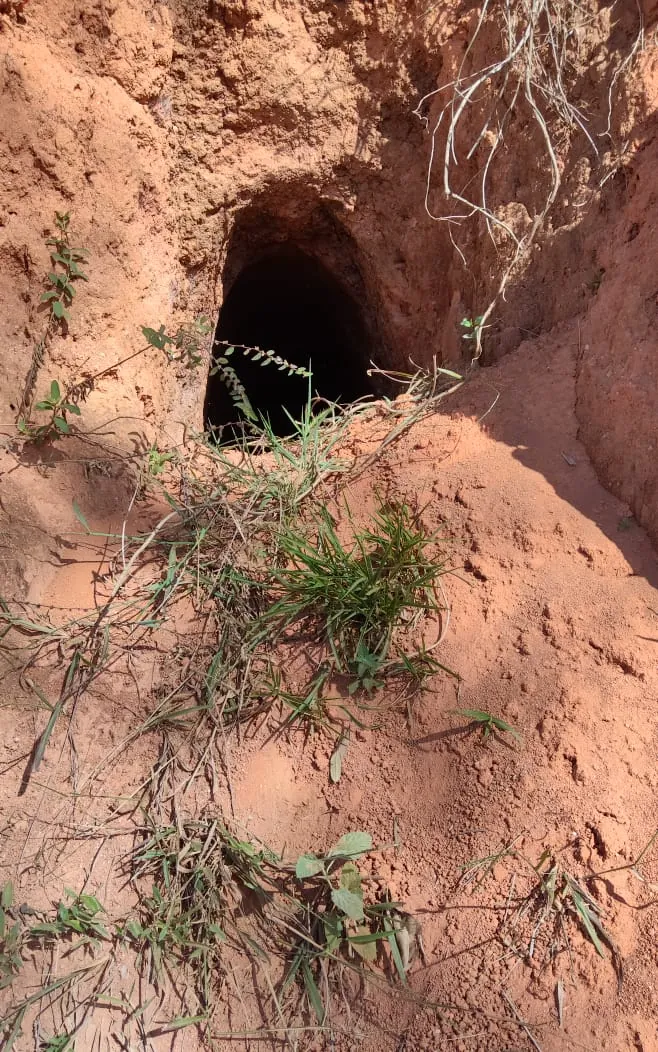 Artisanal mine opening exposed along a roadside outcrop
