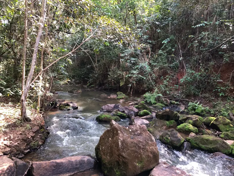 Shaded creek with moss-covered boulders cutting through the forest floor.
