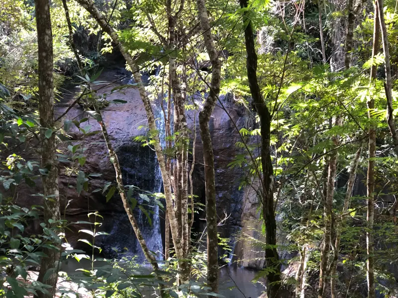 Waterfall partly obscured by forest vegetation along a shaded drainage.