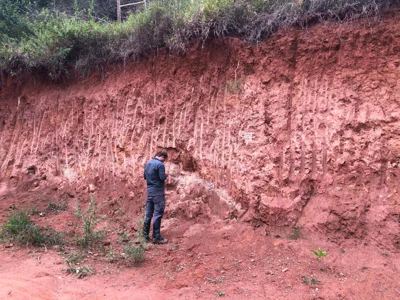 Field geologist examining a weathered profile with vein traces