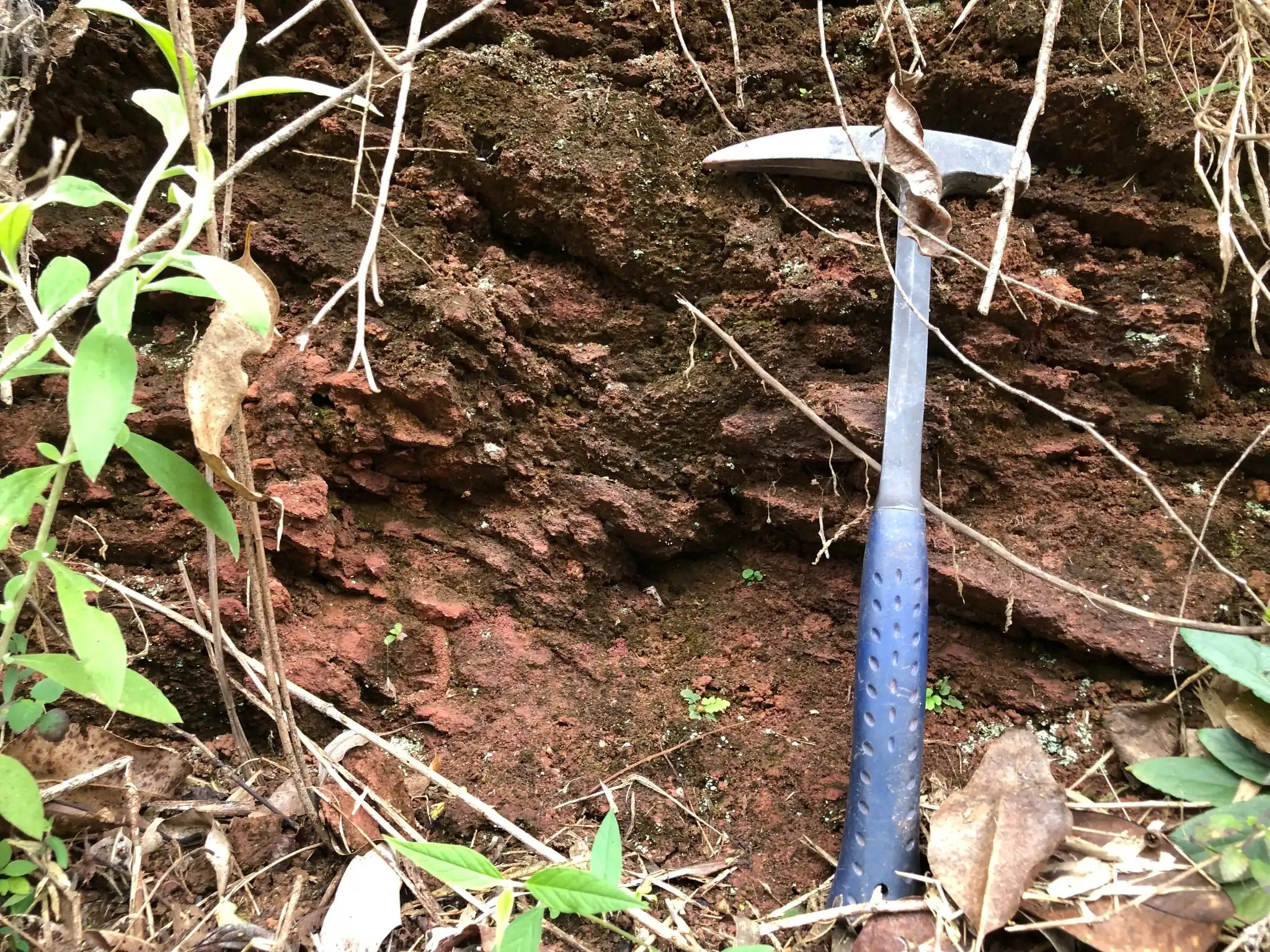 Dark red lateritic profile along a weathered hillside exposure.