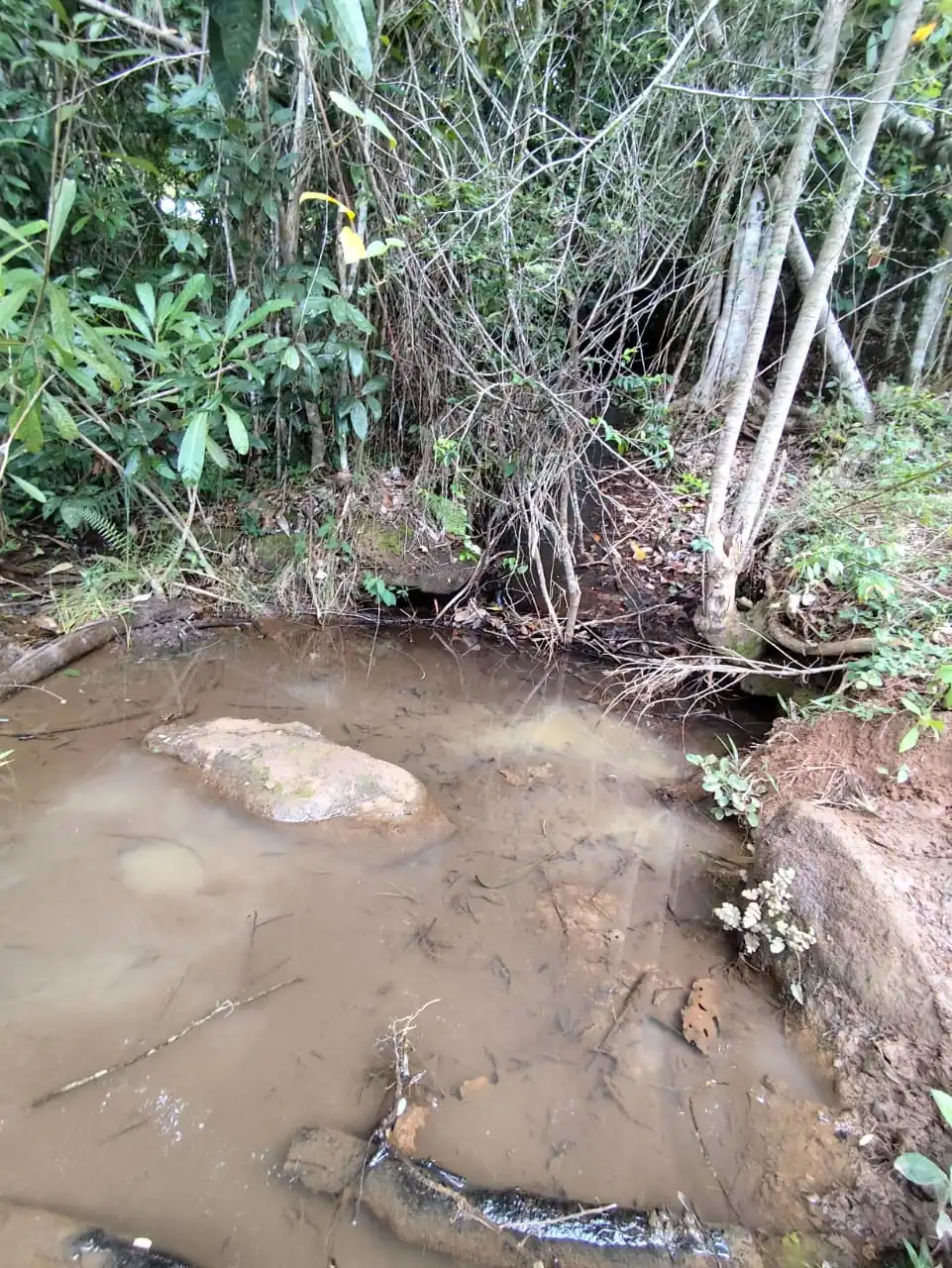 Small drainage channel used for stream sediment sampling in dense forest at Novo Cruzeiro.