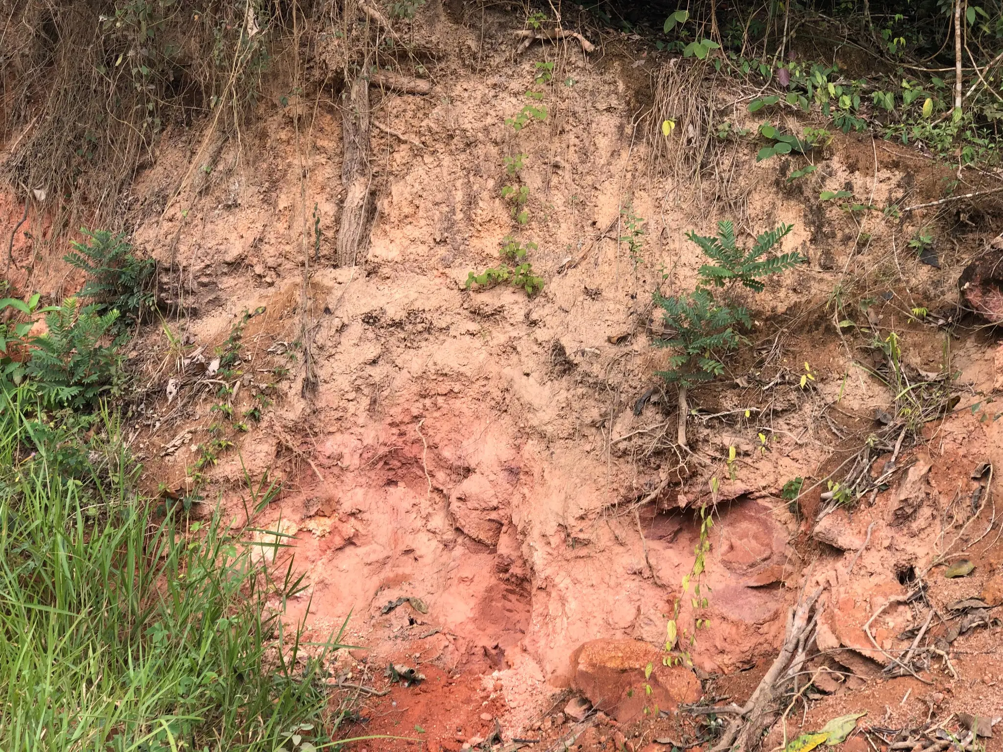 Reddish saprolitic profile showing iron-rich weathering horizon and residual clay formation.