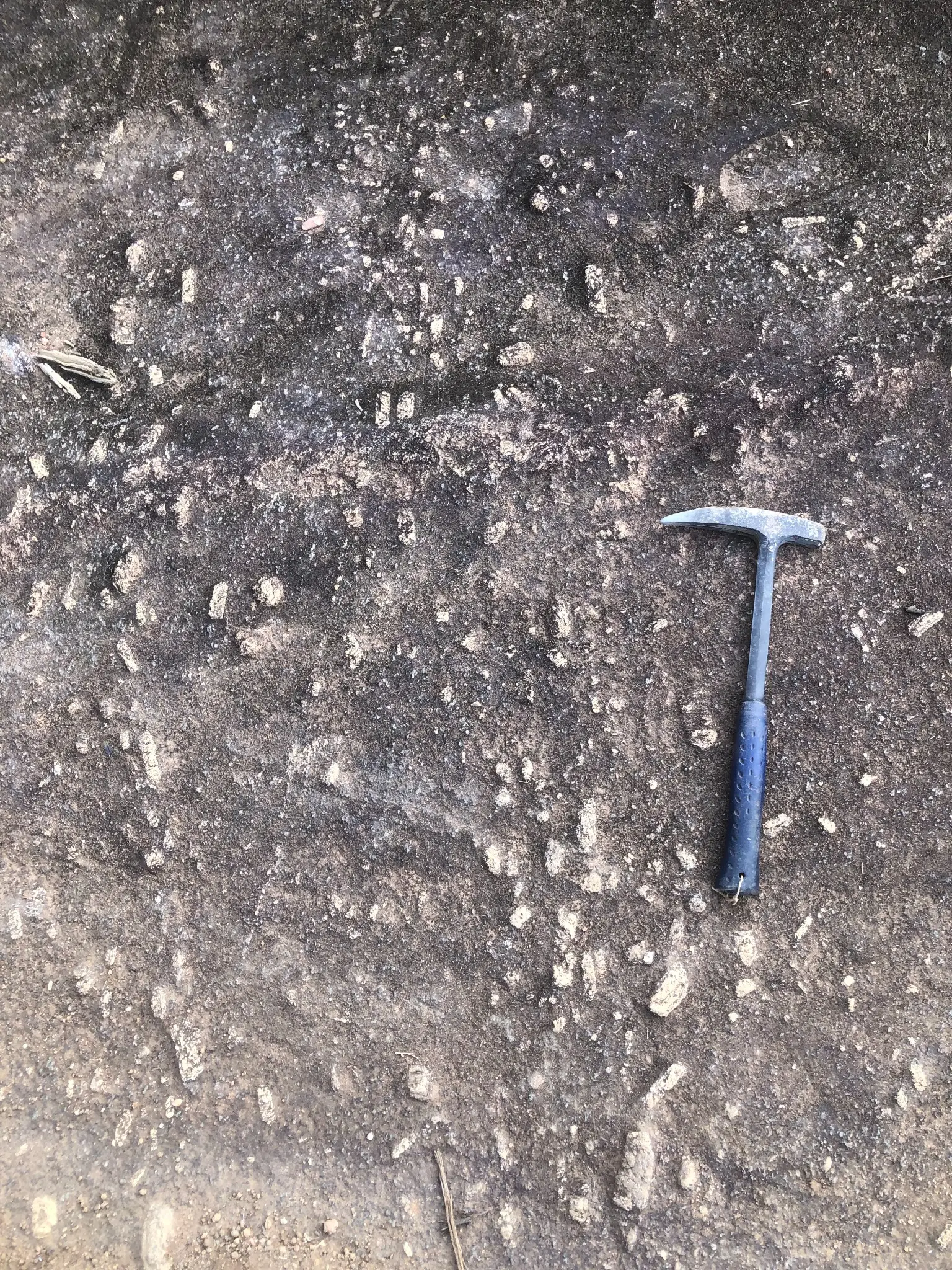 Porphyritic granite exposure with aligned feldspar phenocrysts, hammer for scale.