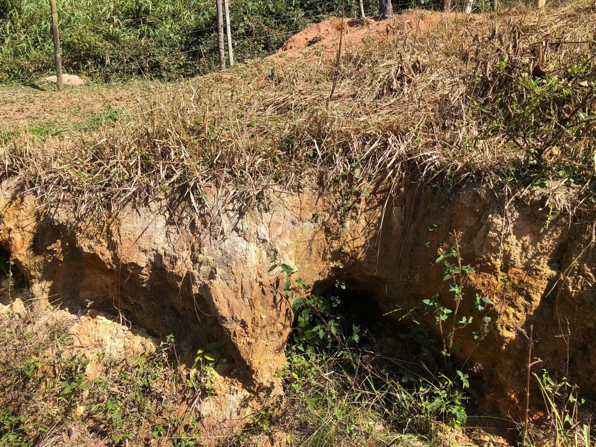Weathered roadcut with oxidized saprolite and preserved granitic texture.