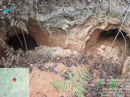 Twin artisanal tunnel openings within the Novo Cruzeiro project area.