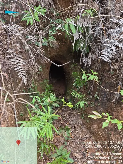 Vegetation-covered artisanal tunnel concealed within the Novo Cruzeiro hillside.