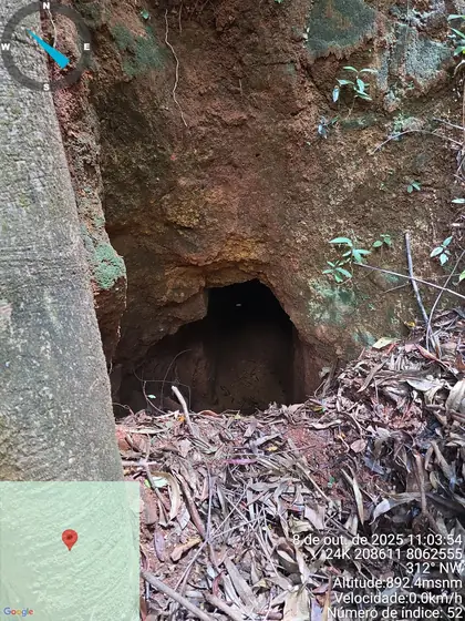 Collapsed artisanal adit opening on forested slopes at Novo Cruzeiro.